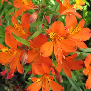 Alstroemeria Growing Guide Alstroemeria Inca Reef Pplalsire - Garden Express Australia