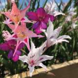 Baby Gladioli Mixed Pkbglmxd 2020 - Garden Express Australia