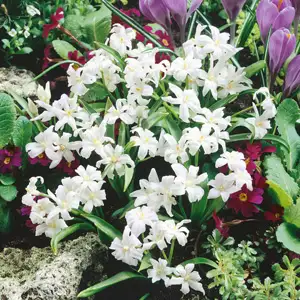 Top 10 Bulbs To Plant In Spring Chinodoxa Gigantea Alba 16 - Garden Express Australia