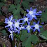 Chionodoxa Luciliae