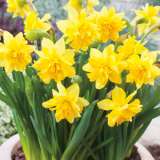 Daffodil Tete Boucle Pkdaftbo - Garden Express Australia