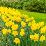 Daffodil Yellow Trumpet Pkdafytr 2020 - Garden Express Australia