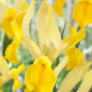 Top 10 Bulbs To Plant In Spring Dutch Iris Shooting Star Pkdirsst - Garden Express Australia