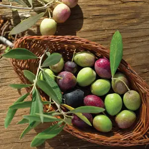 Dwarf Olive Garden Harvest Dwarf Olive Garden Harvest