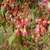 Eucalyptus Leucoxylon Megalocarpa Lpoeucmle - Garden Express Australia