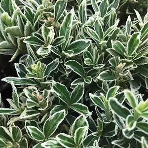 Euonymus Silver Pillar