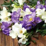 Freesia Blue White Blend Pkfrebwh - Garden Express Australia