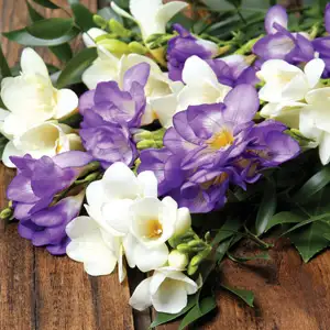 Freesia Giant Blue And White Blend Freesia Giant Blue And White Blend