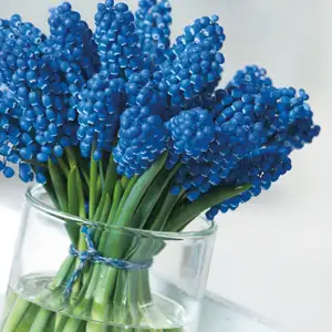 Grape Hyacinth Big Smile