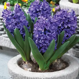 Hyacinth Growing Guide Hyacinth Blue Trophy Pkhyabtr - Garden Express Australia