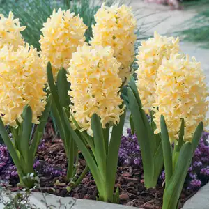 Hyacinth Growing Guide Hyacinth Yellowstone Pkhyayel - Garden Express Australia