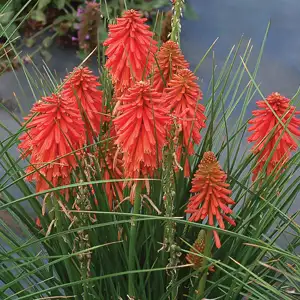 Kniphofia Growing Guide Kniphofia Poco Red Pplknipre - Garden Express Australia