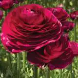 Ranunculi F1 Burgundy Pkranfbu - Garden Express Australia