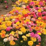 Ranunculi F1 – Tiger Mix