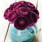 Ranunculus F1 Black Pkranfbl