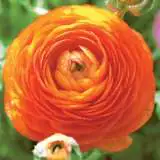 Ranunculus F1 Orange Pkranfor - Garden Express Australia