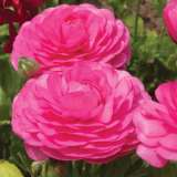 Ranunculus F1 Pink Pkranfpi - Garden Express Australia