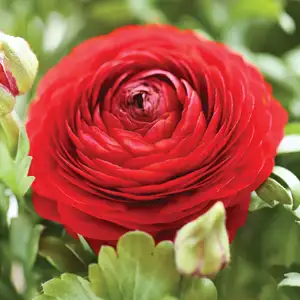 Ranunculi F1 – Red Ranunculi F1 – Red