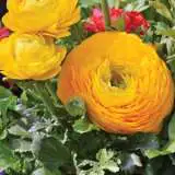 Ranunculus F1 Yellow Pkranfye - Garden Express Australia