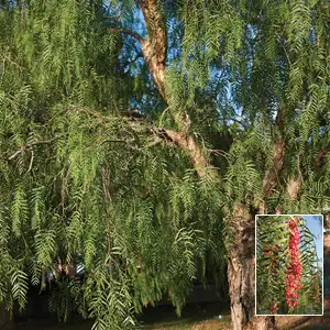 Schinus Molle- Peppercorn Tree