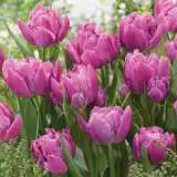 Tulip Double Price Pktuldpr - Garden Express Australia
