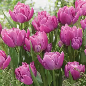 Tulip Double Price