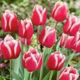 Tulip Furand Pktulfur - Garden Express Australia