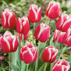 Tulip Furand Tulip Furand