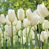 Tulip Lanka Pktullan 2020 - Garden Express Australia