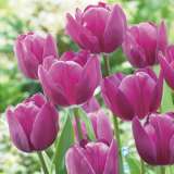 Tulip Triumph Negrita