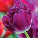 Tulip Purple Crystal Pktulpcr - Garden Express Australia