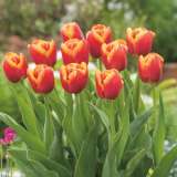 Tulip Rambo Pktulram - Garden Express Australia