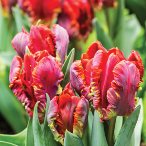 Tulip Rococo Pktulroc 2020 - Garden Express Australia