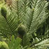 Wollemi Pine Wollemi Pine