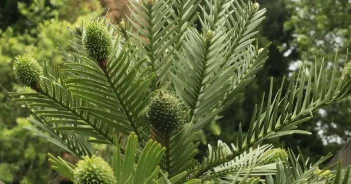 Wollemi Pine Webp Net Resizeimage 3 - Garden Express Australia