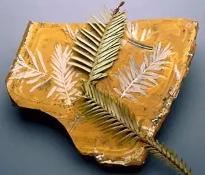 Wollemi Pine Webp Net Resizeimage 5 - Garden Express Australia