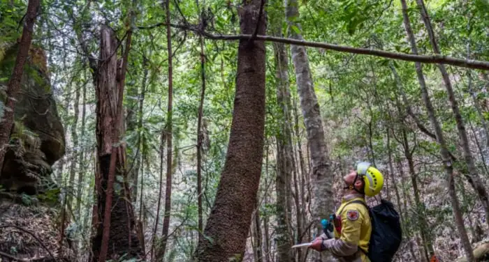 Wollemi Pine Webp Net Resizeimage 6 - Garden Express Australia