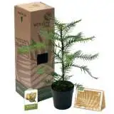 Wollemi 150mm - Garden Express Australia