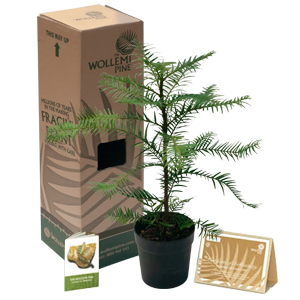 Wollemi Pine – 150mm Pot