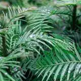 Wollemi Pine – 430mm Pot Wollemi Pine – 430mm Pot