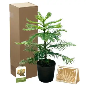Wollemi Pine – 200mm Pot Wollemi Pine – 200mm Pot