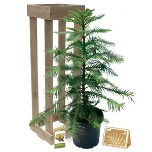 Wollemi Pine – 300mm Pot