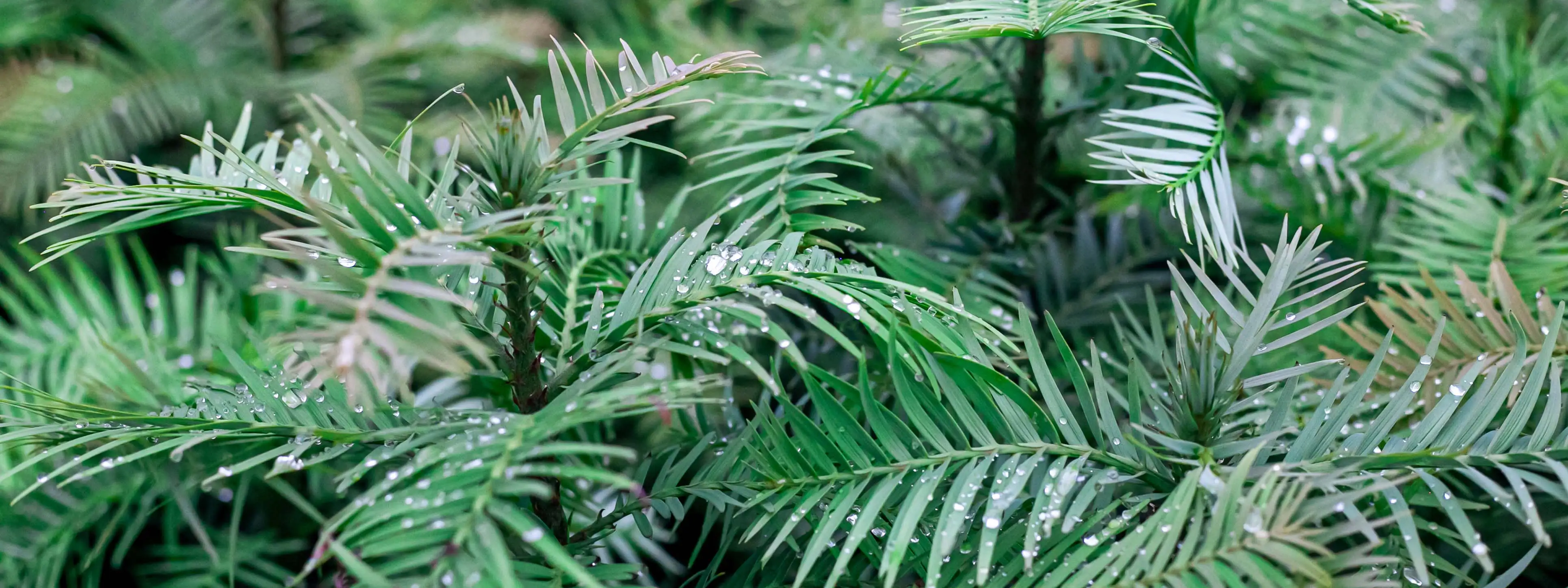 Wollemi Pine – 430mm Pot