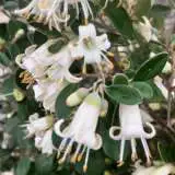 Correa Pixie Caps Lpocorpca - Garden Express Australia