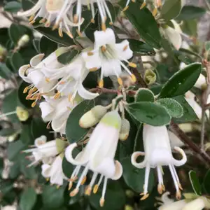 Correa Pixie Caps (pbr)