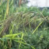 Kangaroo Grass Pplkangra - Garden Express Australia