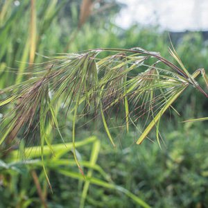 Kangaroo Grass- Themeda Australis