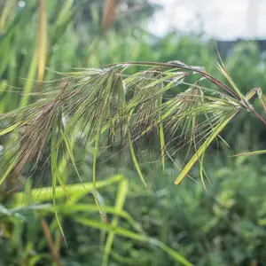 Kangaroo Grass- Themeda Australis