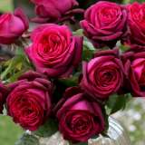 Parfuma Roses