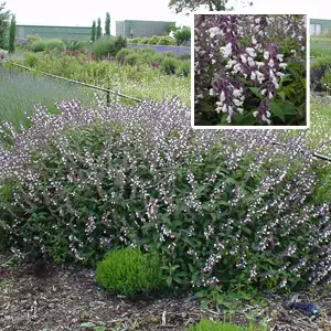 Salvia Waverley Salvia Waverley